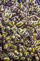 willow catkins