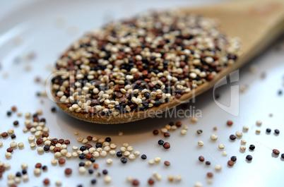 Quinoa Samen