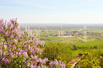Lilac mauve with a view of the countryside