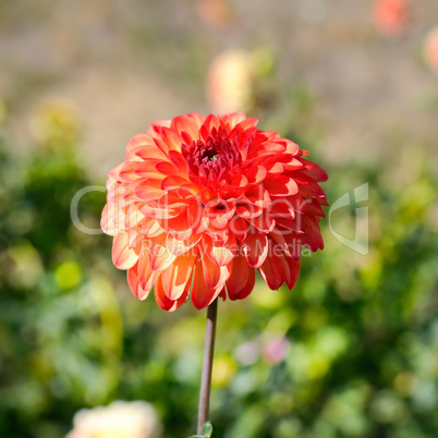 Dahlia on a background of flowerbeds. Focus on a flower. Shallow