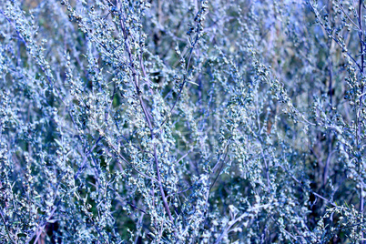 natural bluish texture from plants in the field