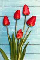 Bouquet of five red tulips on a blue wooden surface