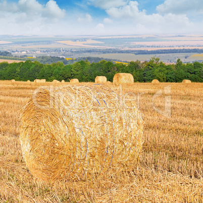 Straw bales on a wheat field .