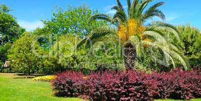 Tropical park with palm trees and flower beds