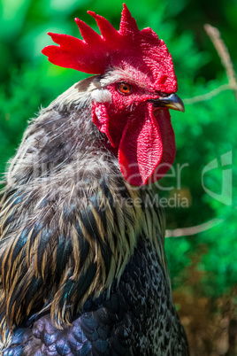 Rural cock portrait