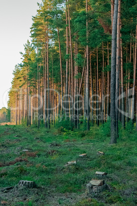 Pine forest with felled tree stumps