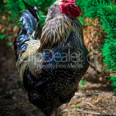Big rural cock in a farm