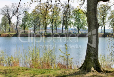 bäume am ufer eines binnensees