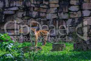 Young bengal tiger