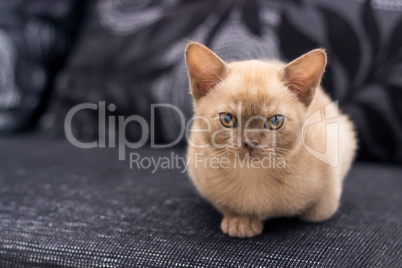 Beige kitten on gray sofa