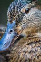 Brown duck portrait close up