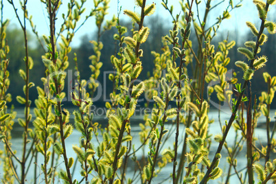 Young sprouts of the willow in the spring