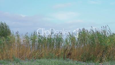 Reeds waving in the wind