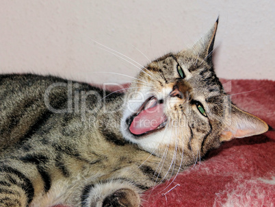 A tired yawning Cat that wants to Sleep