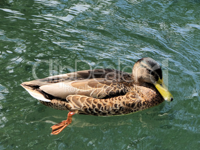 A Duck swimming in Rheinfall, Schaffhausen, Germany/Switzerland