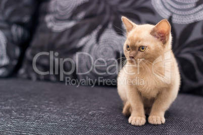 Beige kitten on gray sofa