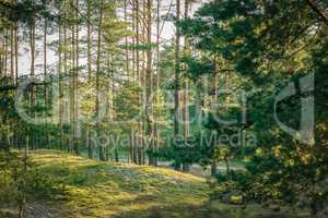 Pine forest landscape