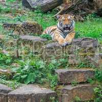 Young bengal tiger