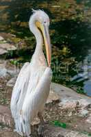 White pelican bird at the pond