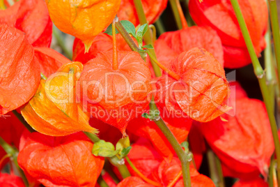 Chinese Lantern Flowers