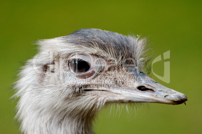 Close up of a greater rhea