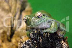 Wet green frog