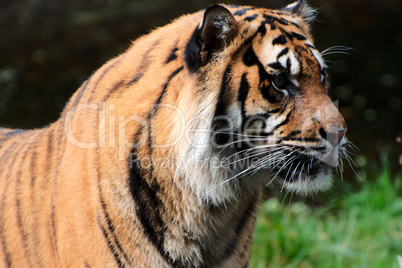 Close up of a Tiger