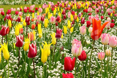 Tulpenbeet in Brügge