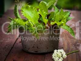 Fresh lettuce in the garden.