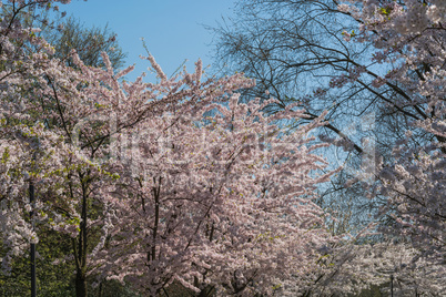 Rosa Baumblüten im Frühling