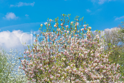 Frühlingsbild mit blühendem Obstbaum im Garten.