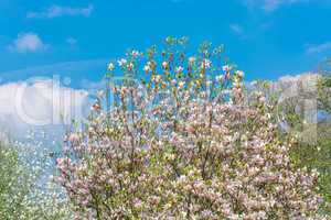 Frühlingsbild mit blühendem Obstbaum im Garten.