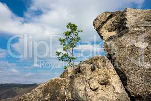 Landschaft mit Baum und Felsen im Harz