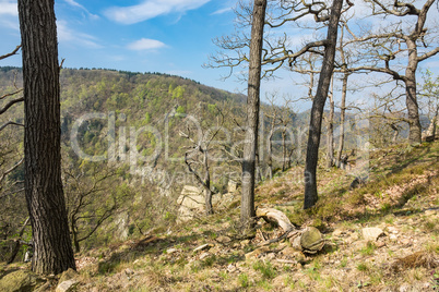 Landschaft mit Bäumen im Harz