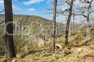 Landschaft mit Bäumen im Harz