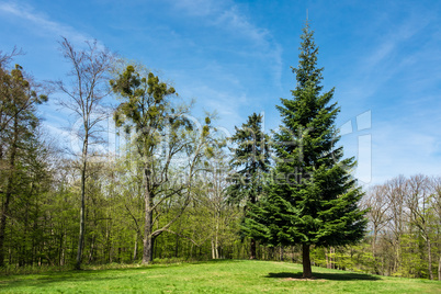 Landschaft mit Bäumen im Harz Landschaft mit Bäumen im Harz
