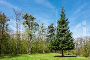 Landschaft mit Bäumen im Harz