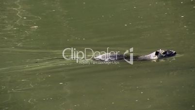 Ein Sumpfbiber schwimmt in einem Fluß
