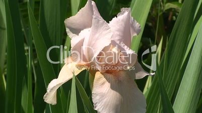 Lachsfarbene Irisblüte und Hummel