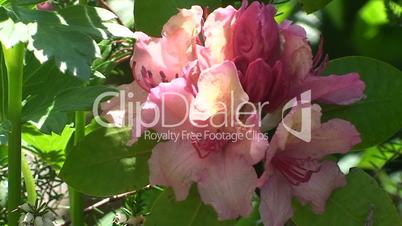 Rhododendronblüten bewegen sich im Wind