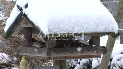 Sperlinge, Schneefall und Vogelhaus