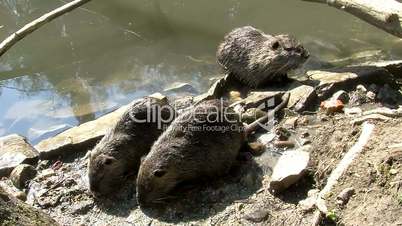 Drei junge Nutrias (Sumpfbiber) am Flussufer