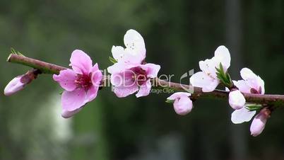 Zweig mit Pfirsichblüten