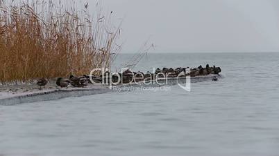 Beautiful winter landscape from a lake Balaton with wild ducks (Hungary)