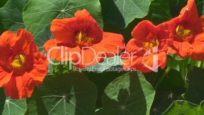 Orange Blüten der Kapuzinerkresse