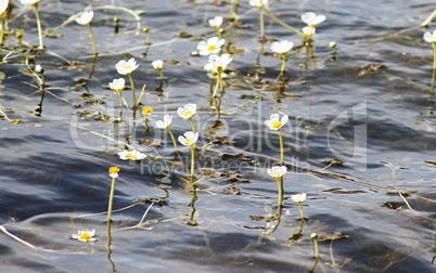 blühender Wasserhahnenfuß in einem See