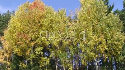 Birkenbäume im Herbst