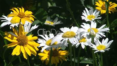 Gelbe und weiße Echinacea im Wind