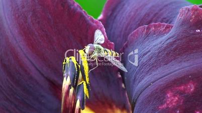 Eine Schwebfliege in der dunkelroten Taglilie.