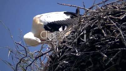 Weißstorch im Nest